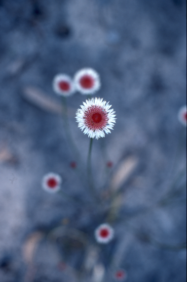 Swamp Daisy