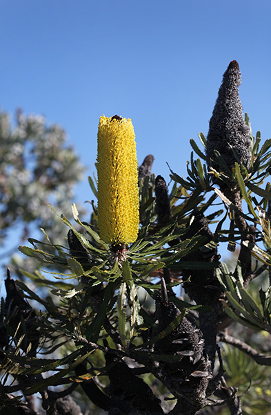 Candlestick-Banksia