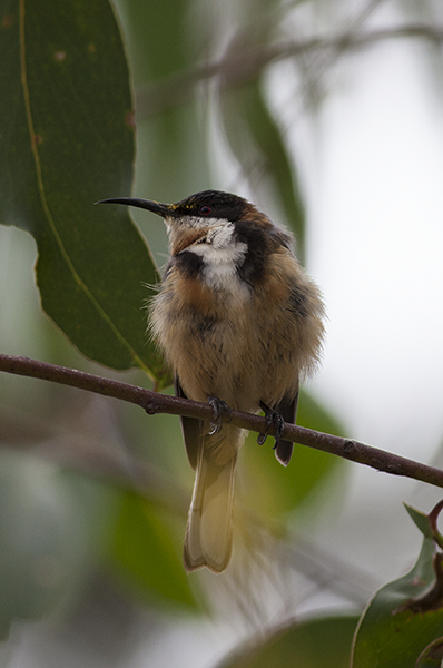 Eastern-Spinebill9-copy