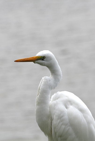 Great-Egret-1