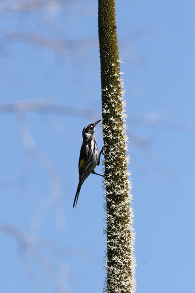 Honey Eater on Flower stalk