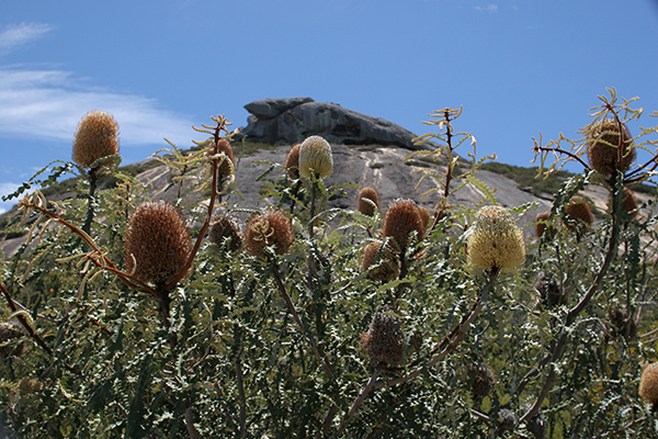 Showy Banksias