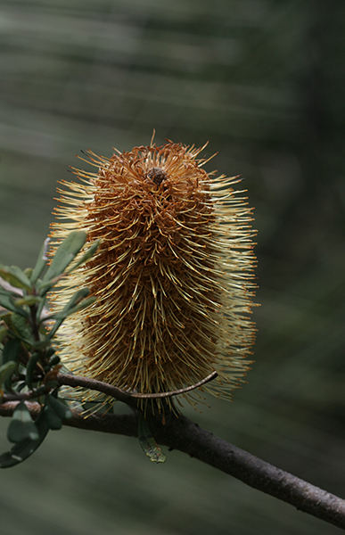 Silver Banksia