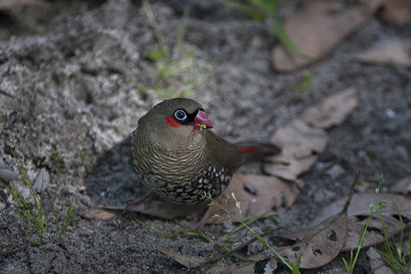 Red Eared Firetail