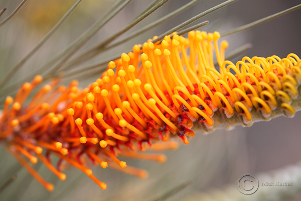 Flame Grevillea