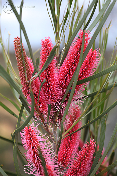 Pink Pokers