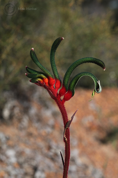 Kangaroo Paw