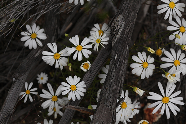 Daisies