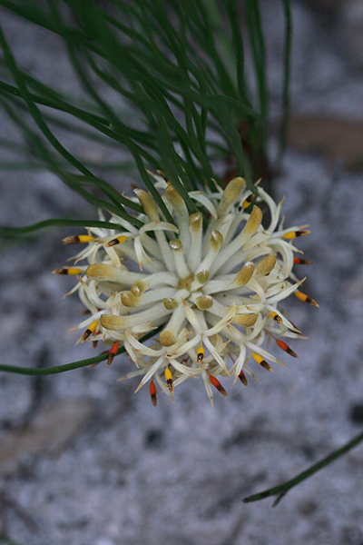 Coneflower