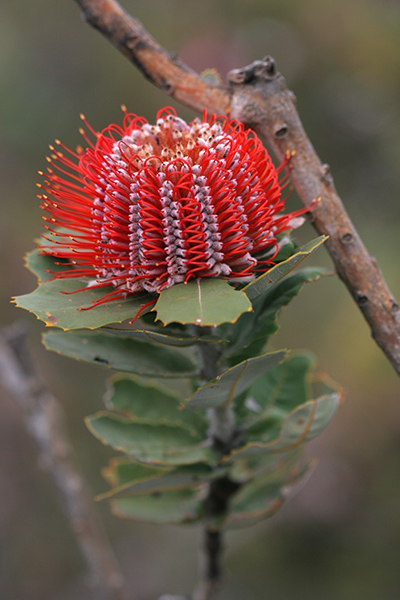 Scarlet Banksia