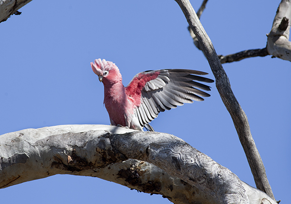 Galah