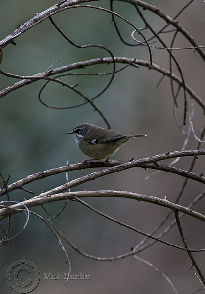 White-Browed-Scrub-Wren-copy