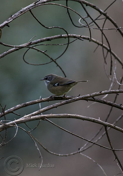 White-Browed-Scrub-Wren-copy