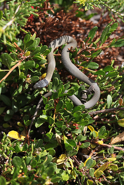 baby-crown-snake
