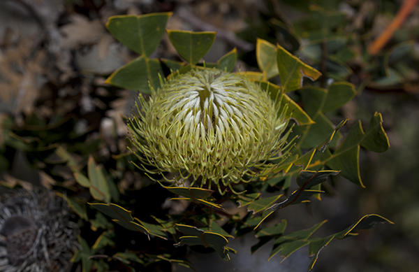 banksia-baxteri