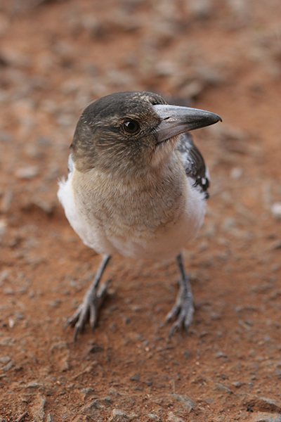 Butcher Bird