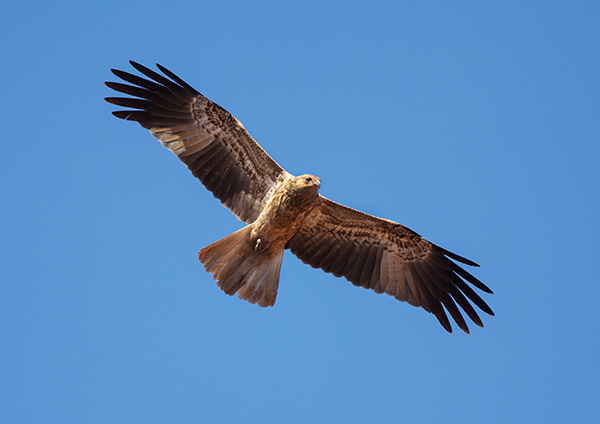 black-kite1-copy