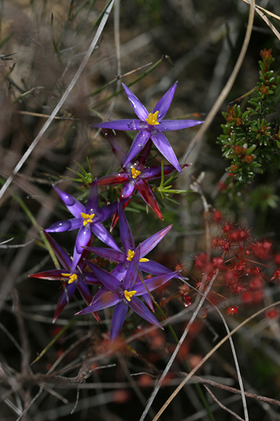 blue-tinsel-lily-copy