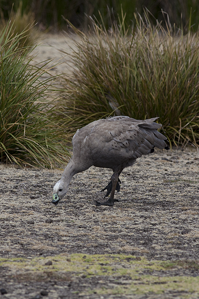 cape-barren-goose-2-copy