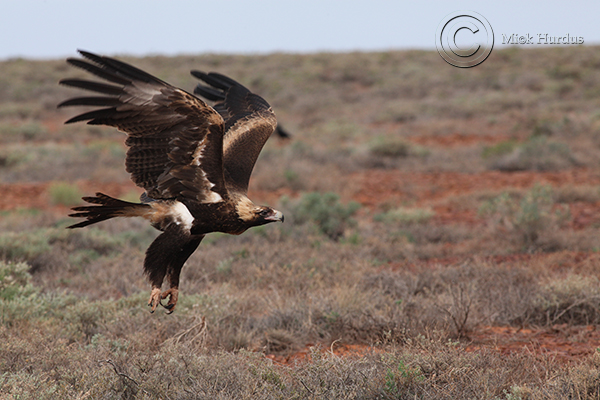 Wedge Tailed Eagle