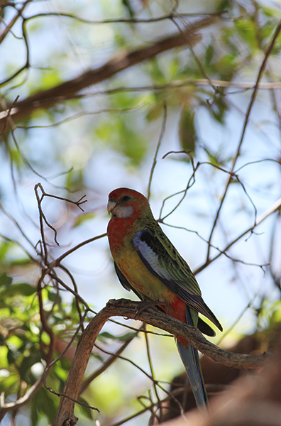 Eastern Rosella