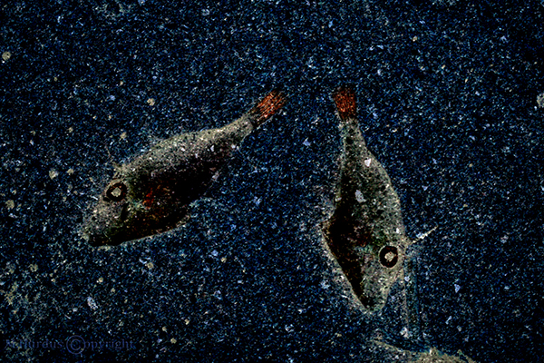 fish-universe-copy-2