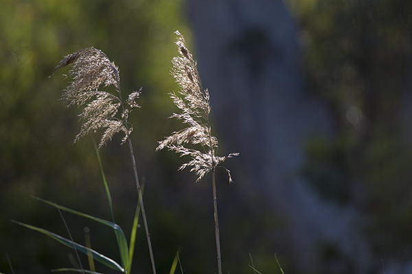 grasses-onk