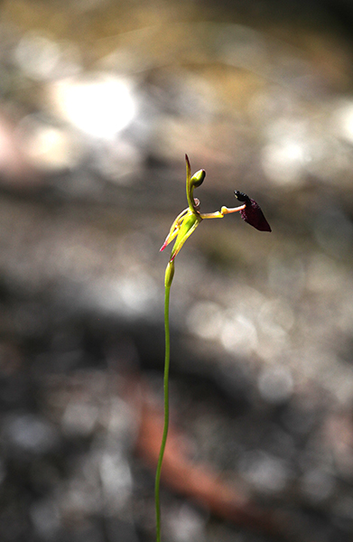 hammer-orchid