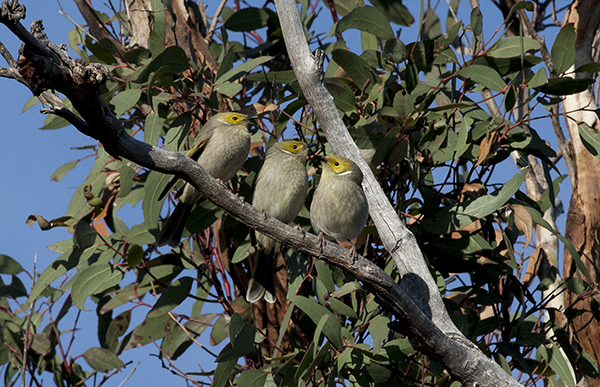 Honeyeaters on branch