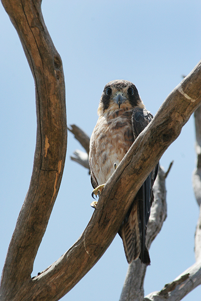 kestrel