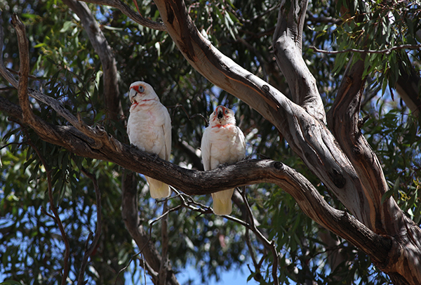 Two Corellas