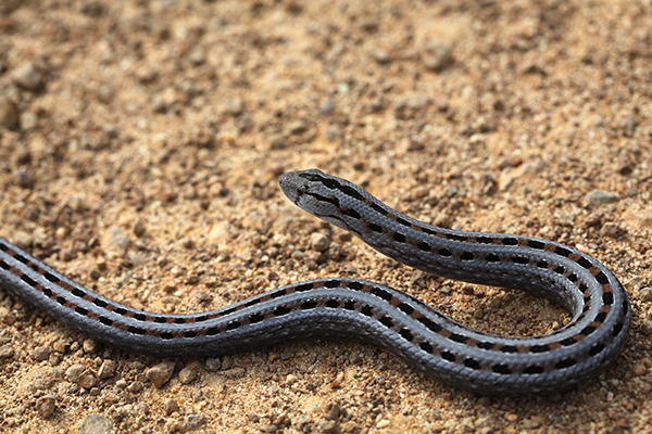 legless-lizard