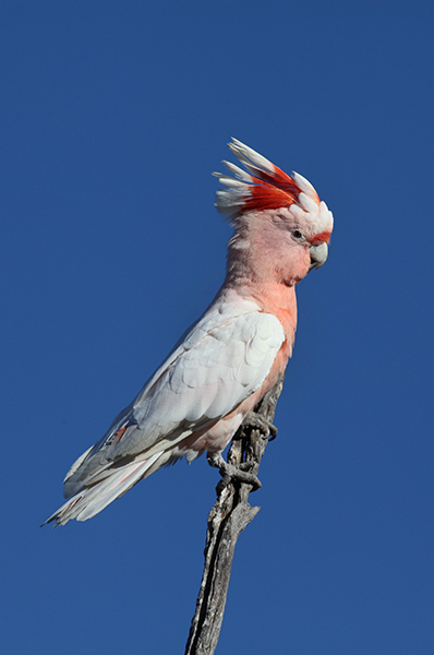 Major Mitchell Cockatoo