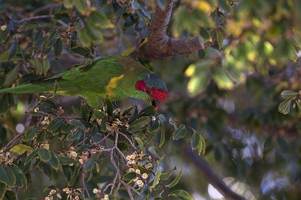 musk-lorikeet4-copy