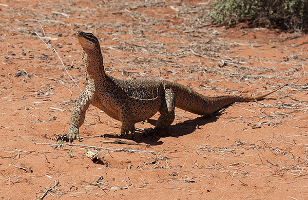 perentie-2