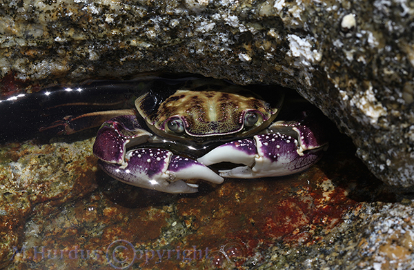 Crab near William Bay W.A.