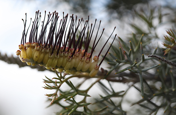 prickly-Toothbrush2