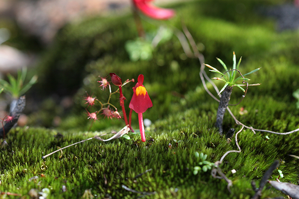 red-bladderwort