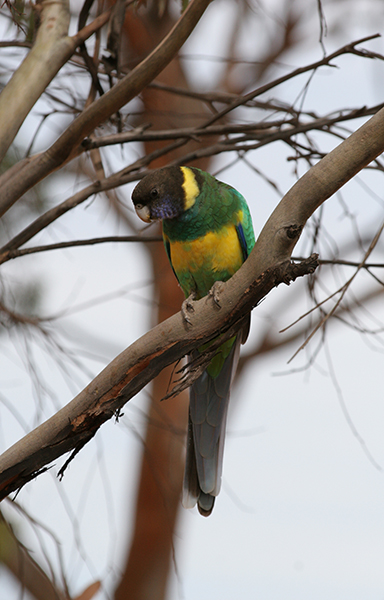 ringneck1