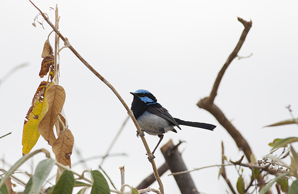 superb-blue-wren-10-copy