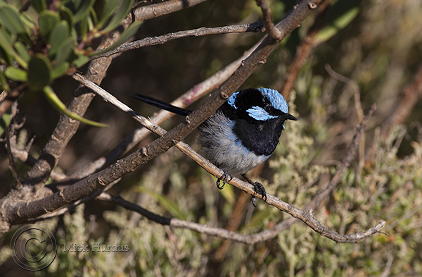 superb-blue-wren-7-copy