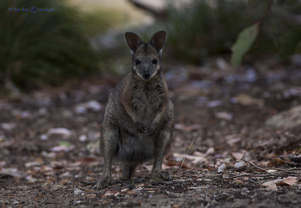 tamar-wallaby-copy-2