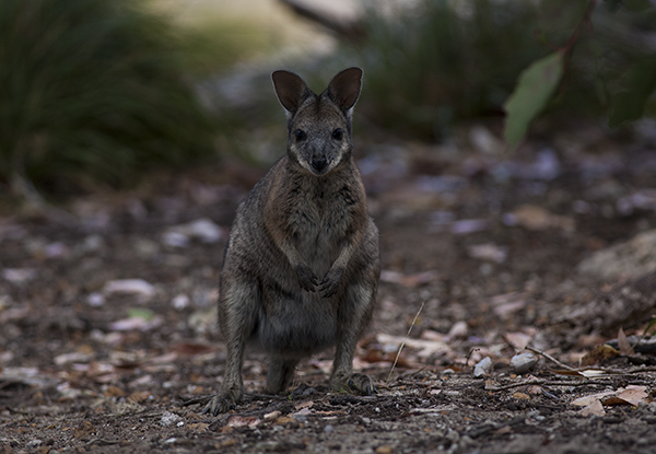 tamar-wallaby-copy