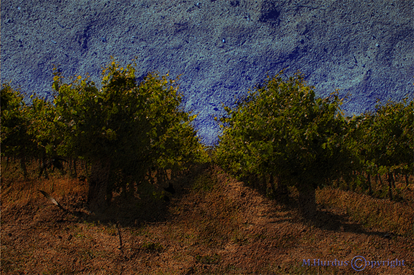 vines-south-australia-copy