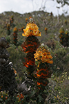 Royal Hakea